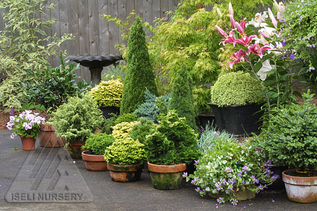 A simple Patio Garden using dwarf conifers and other exciting plants.