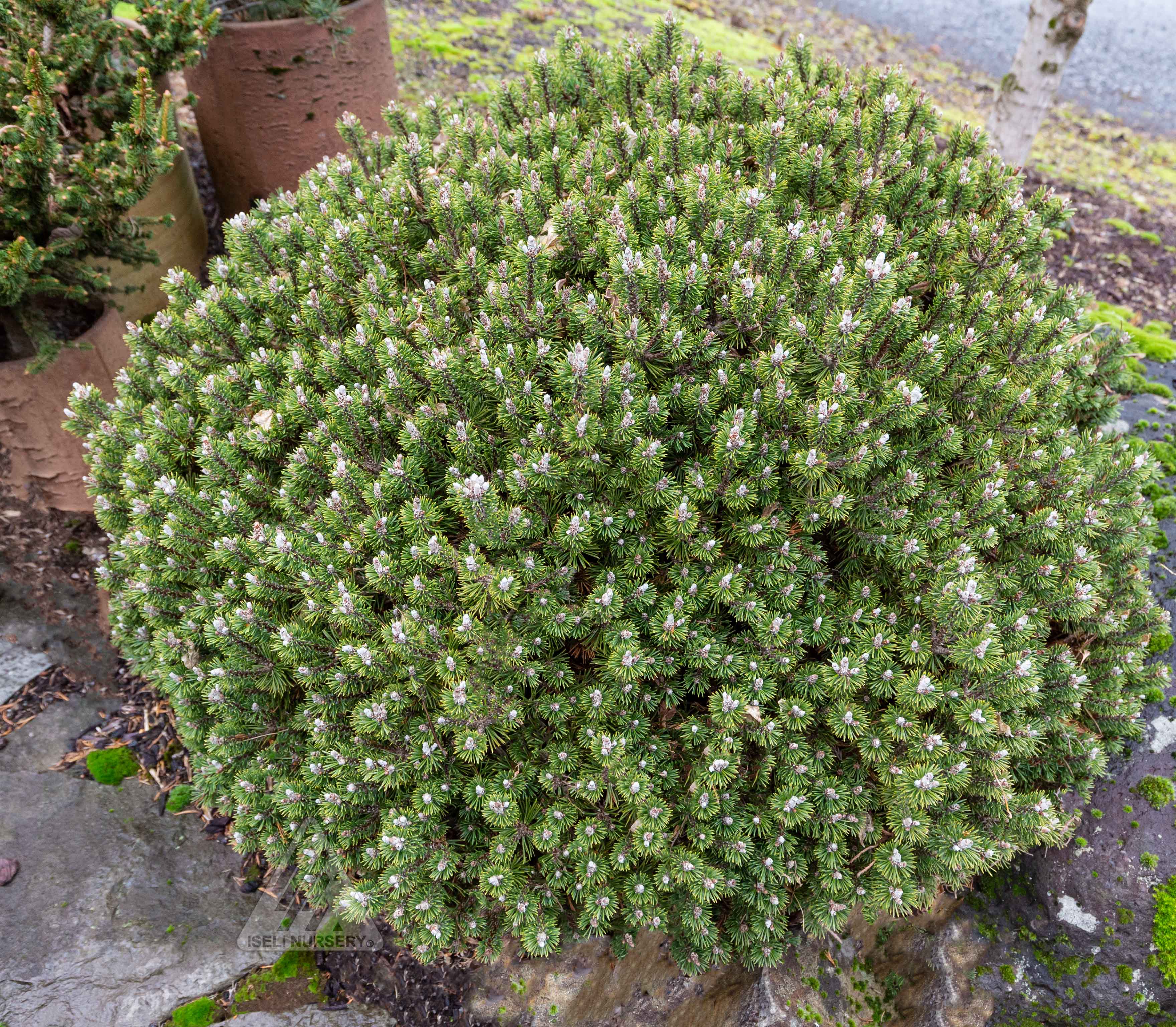 Pinus mugo 'Minima Kalous' Large specimen 2.3.23