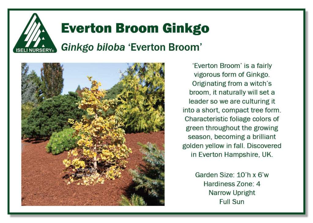 POS Sign - Ginkgo biloba 'Everton Broom' (Low Res)