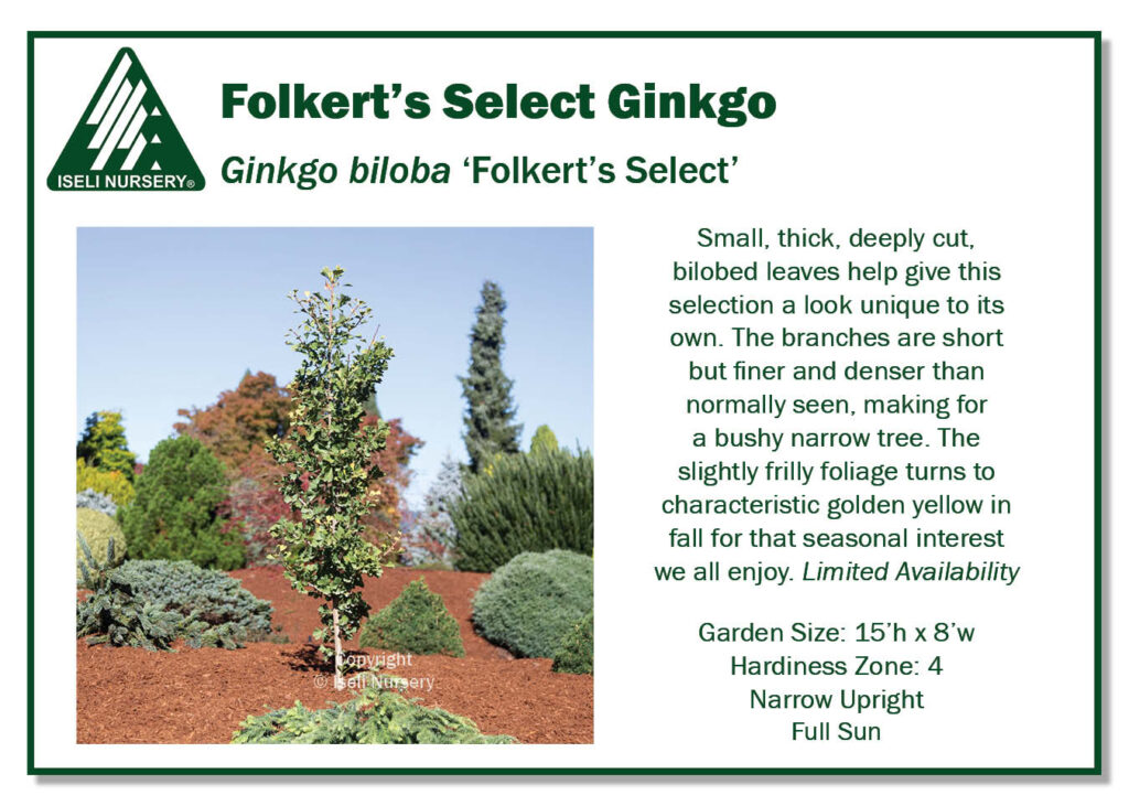 POS Sign - Ginkgo biloba 'Folkert's Select' (Low Res)