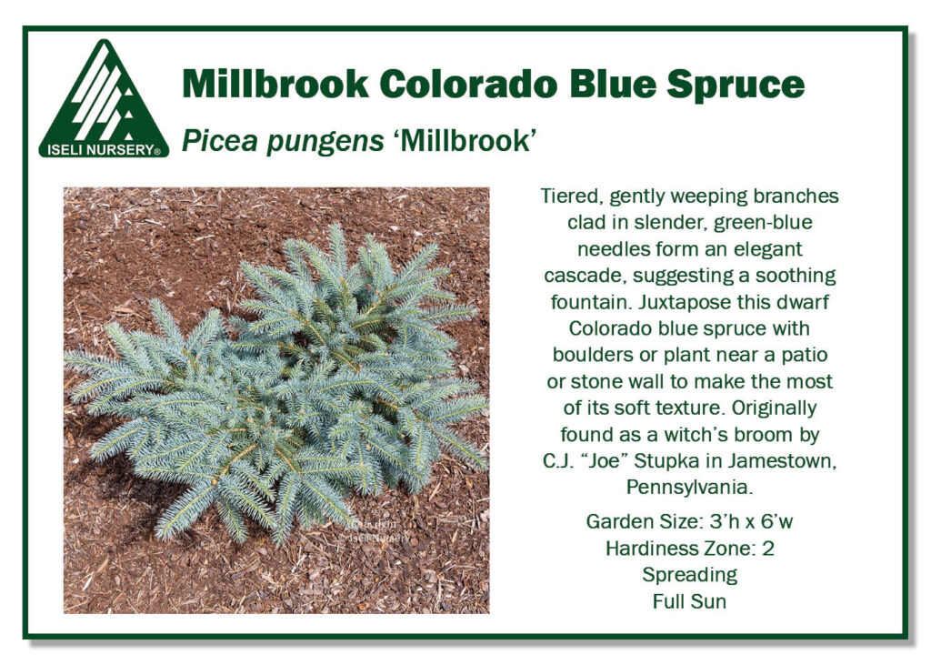 POS Sign - Picea pungens 'Millbrook' (Low Res)
