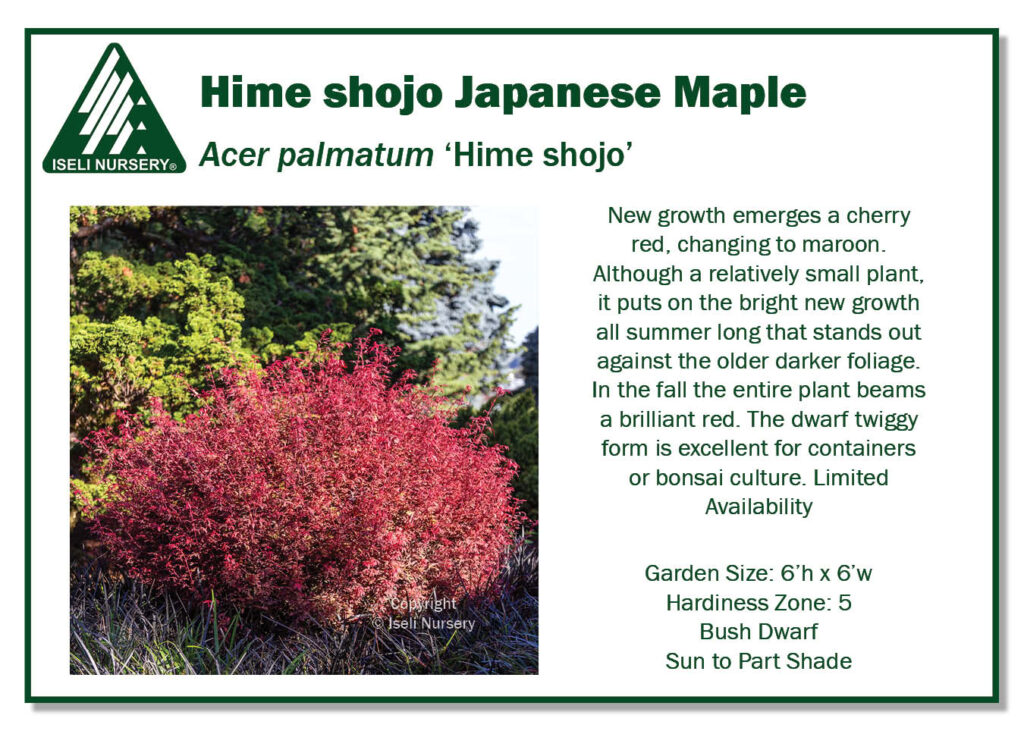 POS sign - Acer palmatum 'Hime shojo' (Low Res)