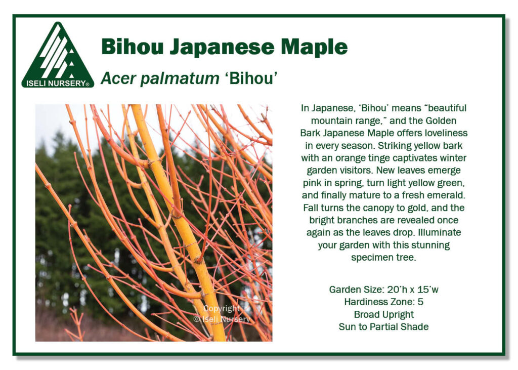 POS sign - Acer palmatum 'Bihou' (Low Res)