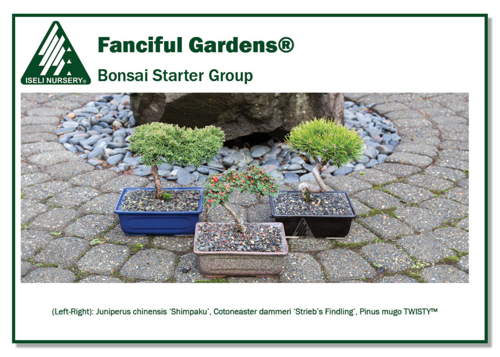 Bonsai Starter Group (Low Res)
