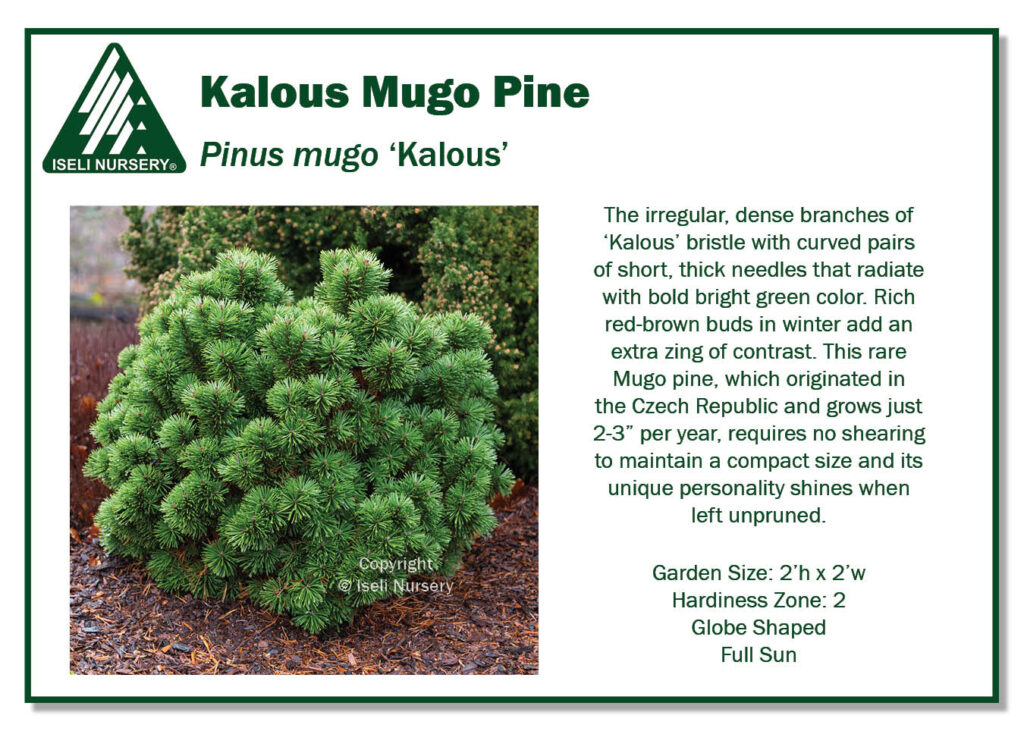 POS Sign - Pinus mugo 'Kalous' (Low Res)