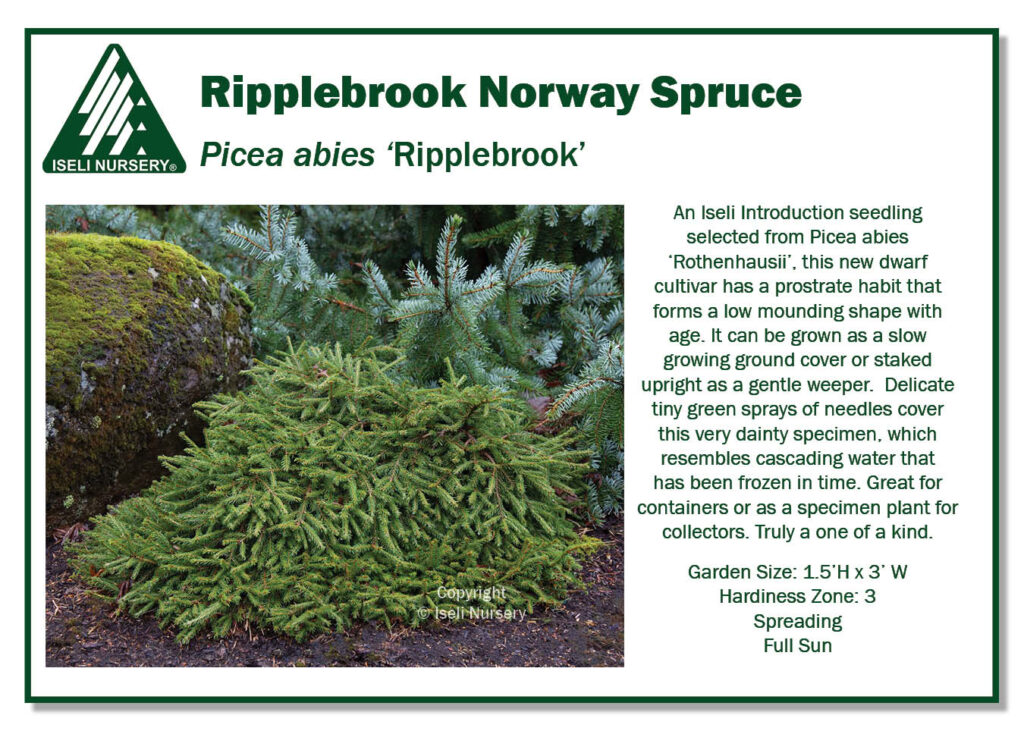 POS Sign - Picea abies 'Ripplebrook' (Low Res)