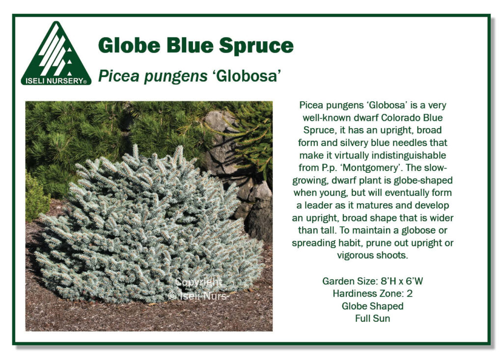 POS Sign - Picea pungens 'Globosa' (Low Res)