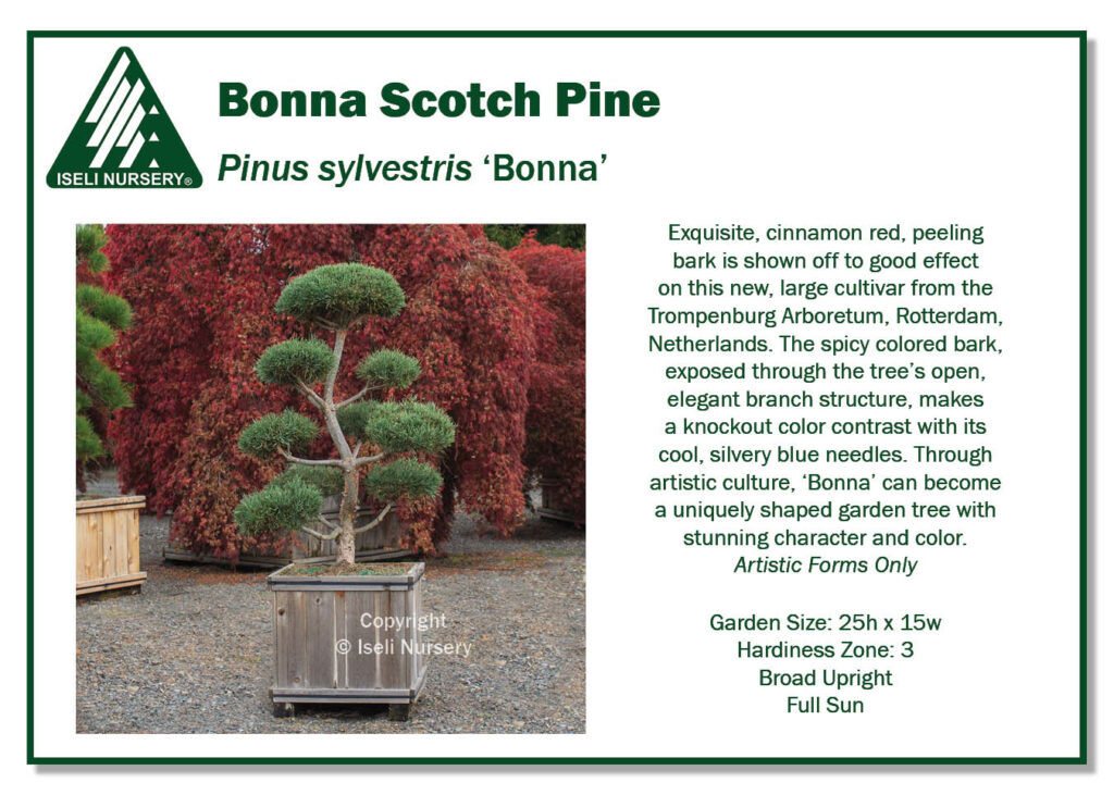 POS Sign - Pinus sylvestris 'Bonna' (Low Res)