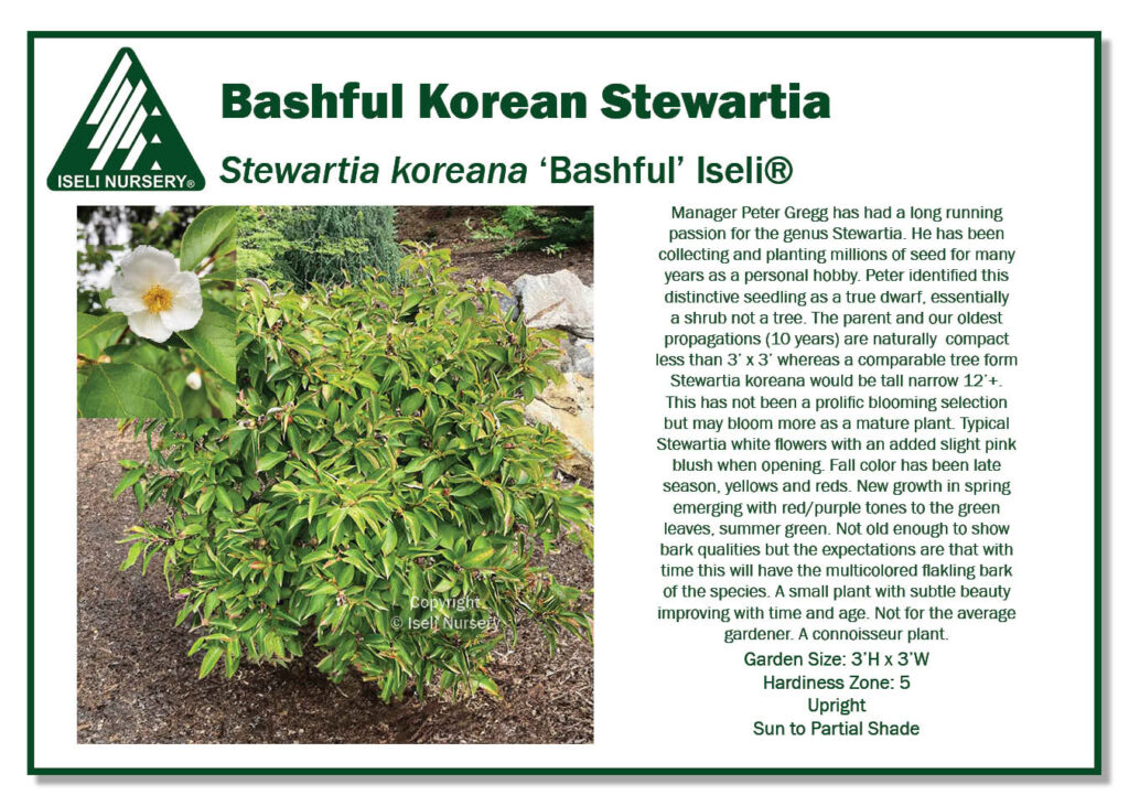 POS Sign - Stewartia koreana 'Bashful' Iseli (Low Res)