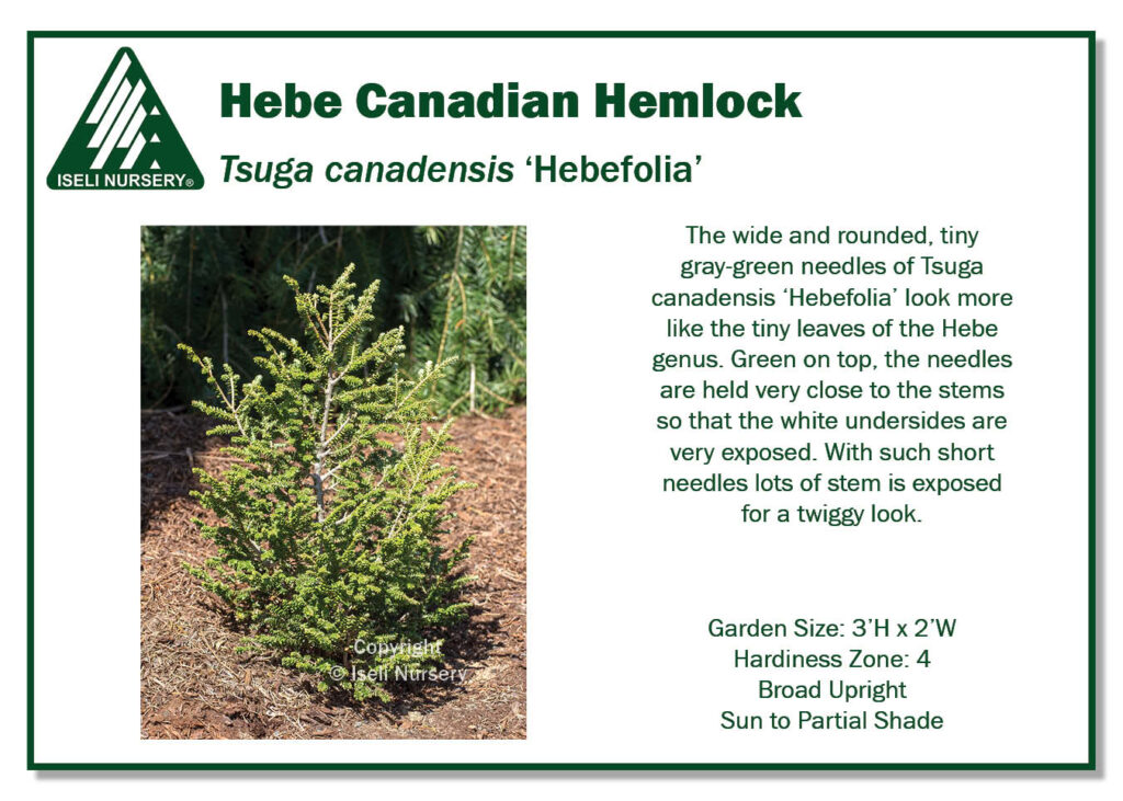 POS Sign - Tsuga canadensis 'Hebefolia' (Low Res)