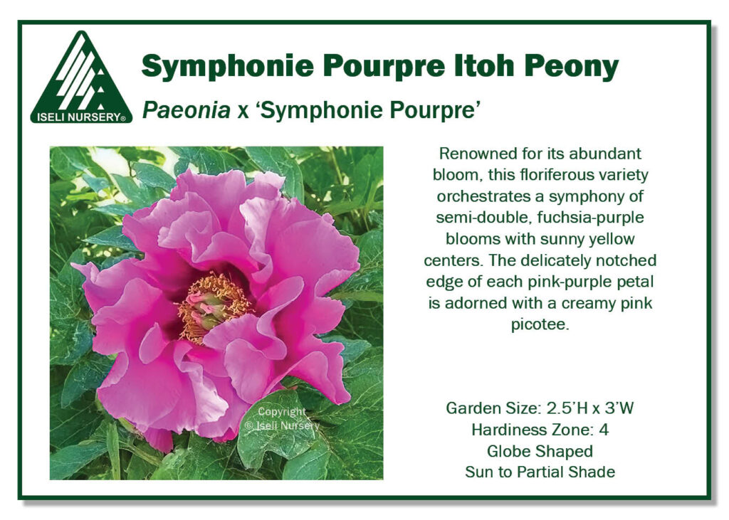 POS Sign - Paeonia x 'Symphonie Pourpre' (Low Res)