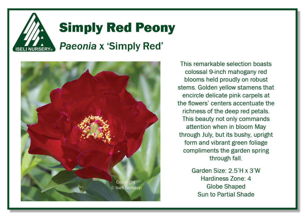 POS Sign - Paeonia x 'Simply Red' (Low Res)