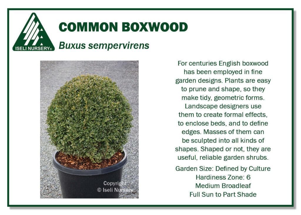 POS Sign - Buxus sempervirens (Low Res)