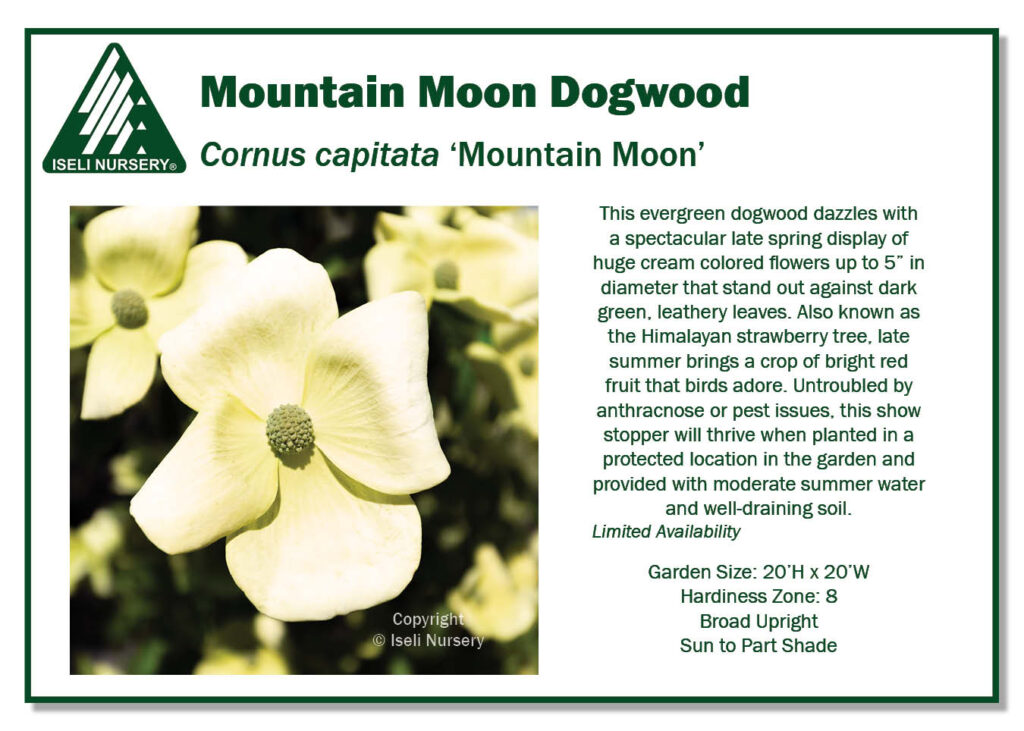 POS Sign - Cornus capitata 'Mountain Moon' (Low Res)