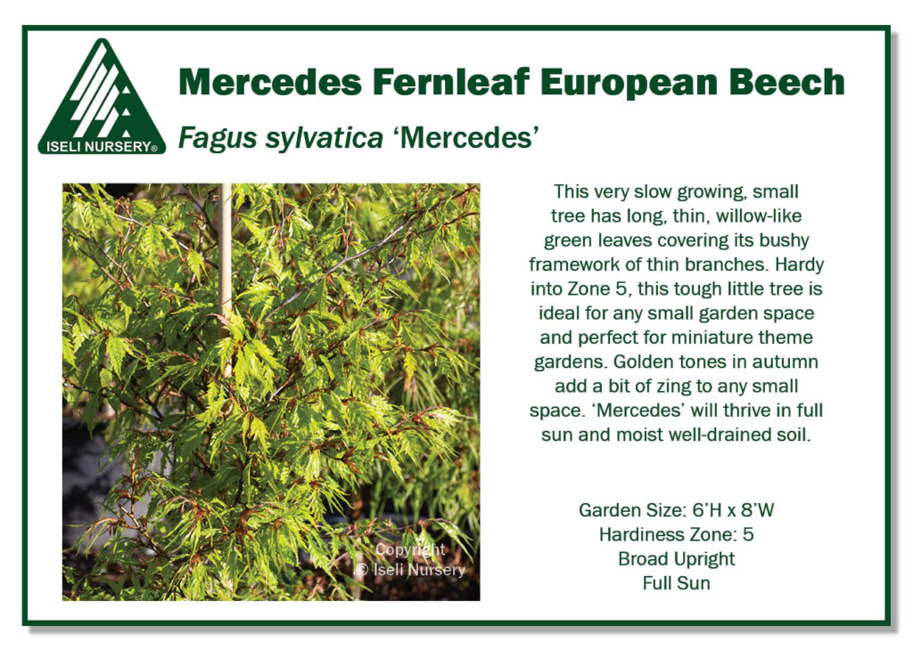 POS Sign - Fagus sylvatica 'Mercedes' (Low Res)