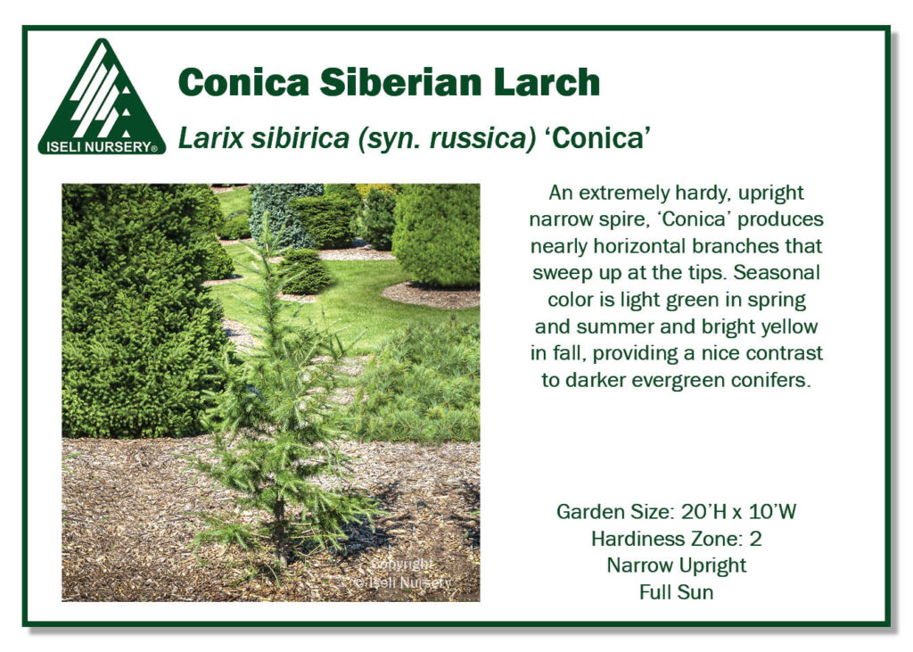 POS Sign - Larix sibirica (syn. russica) ‘Conica’ (Low Res)