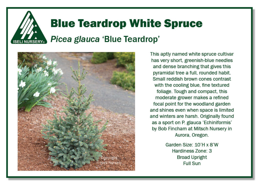 POS Sign - Picea glauca 'Blue Teardrop' (Low Res)