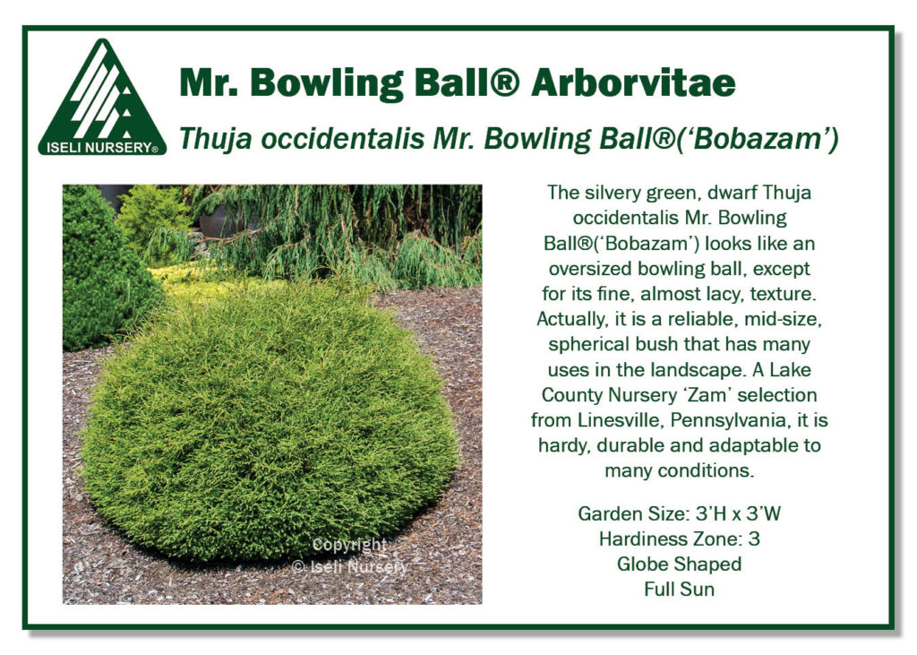 Thuja occidentalis Mr. Bowling Ball('Bobazam')