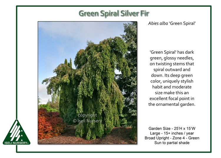 Abies alba 'Green Spiral'