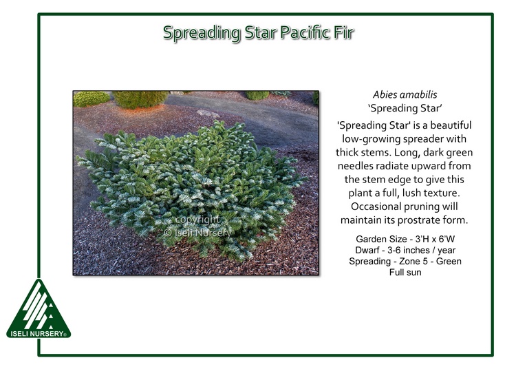 Abies amabilis 'Spreading Star'