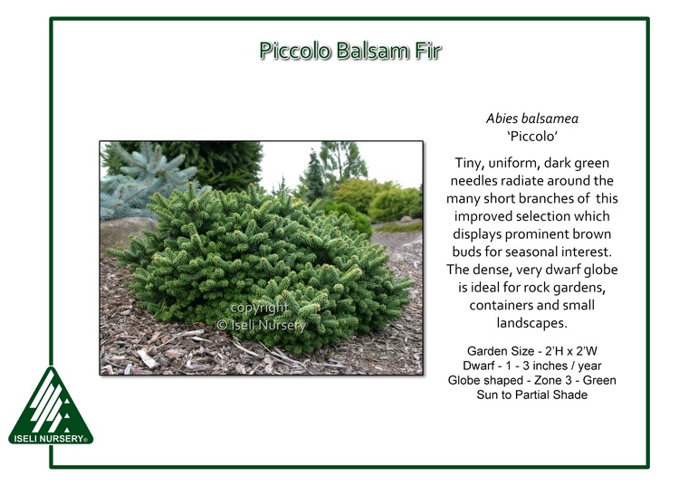 Abies balsamea 'Piccolo'