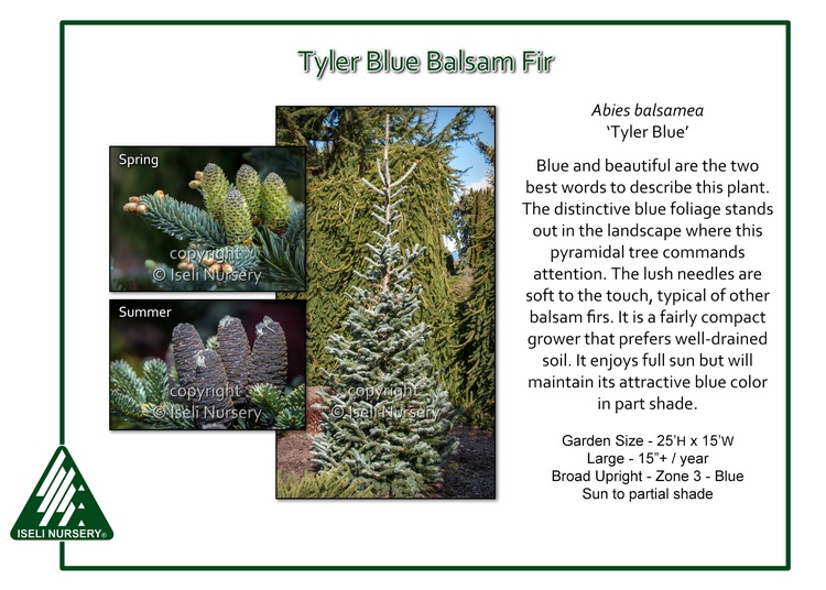 Abies balsamea 'Tyler Blue'