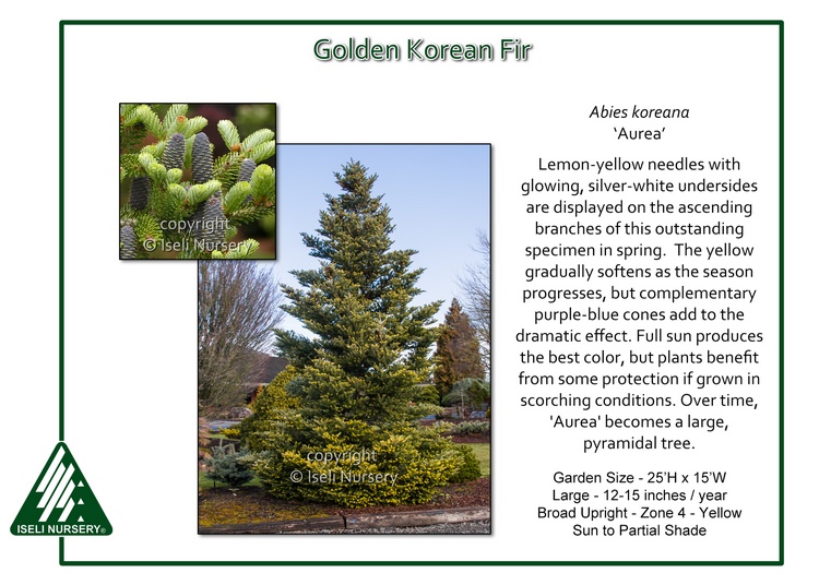 Abies koreana 'Aurea'