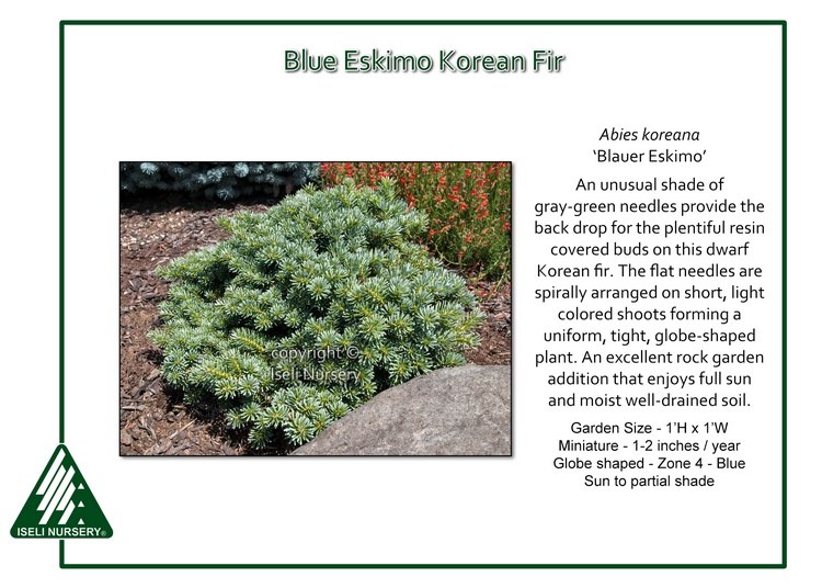 Abies koreana 'Blauer Eskimo'