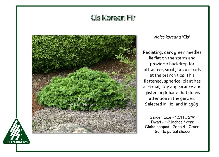 Abies koreana 'Cis'