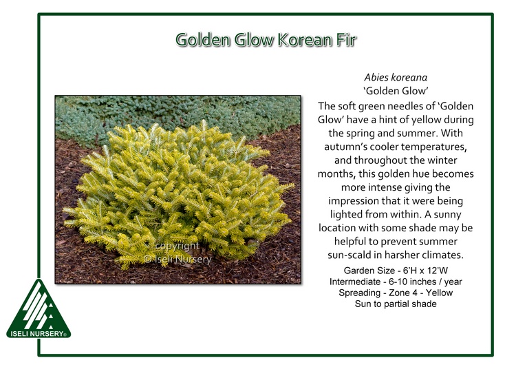 Abies koreana 'Golden Glow'