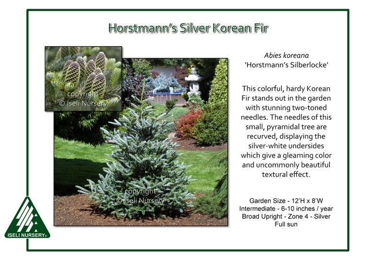 Abies koreana 'Horstmann's Silberlocke'