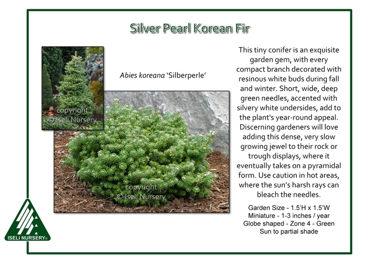 Abies koreana 'Silberperle'