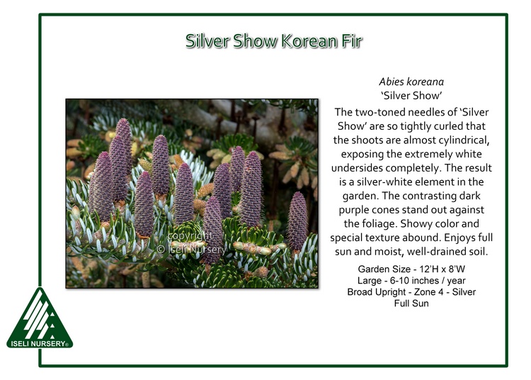 Abies koreana 'Silver Show'