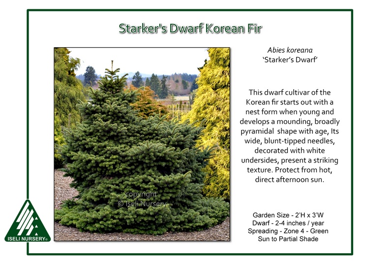 Abies koreana 'Starker's Dwarf'