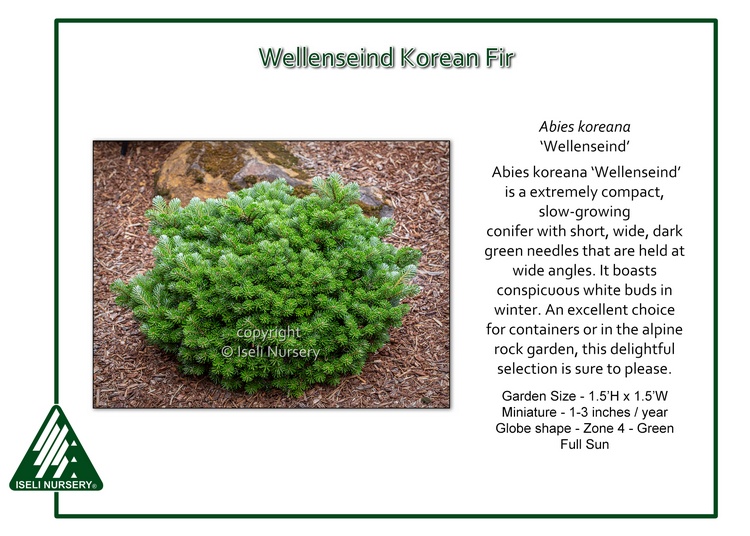 Abies koreana 'Wellenseind'