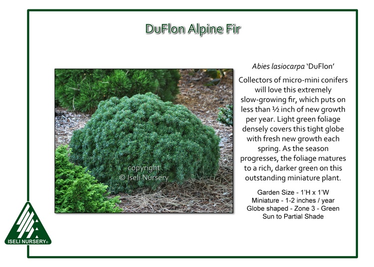 Abies lasiocarpa 'Duflon'