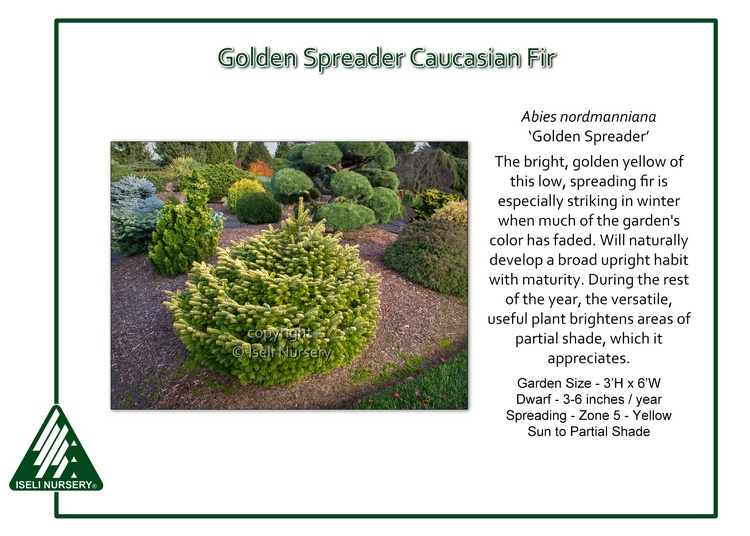 Abies nordmanniana 'Golden Spreader'