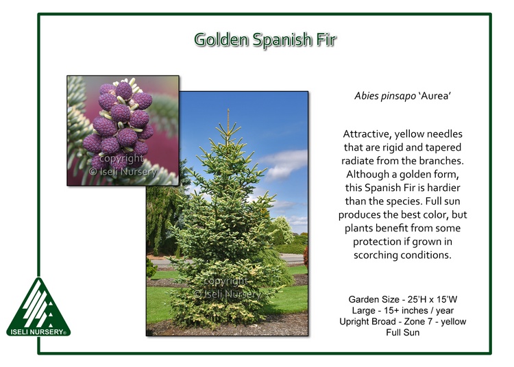 Abies pinsapo 'Aurea'