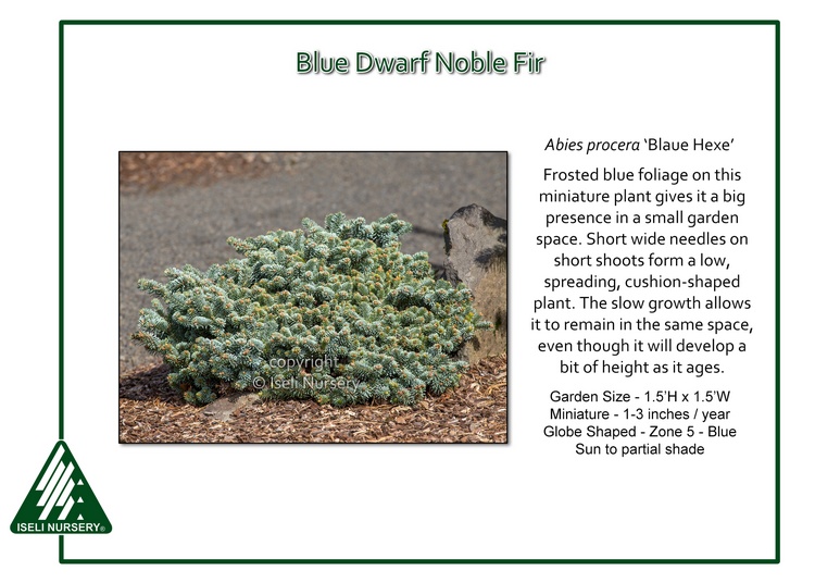 Abies procera 'Blaue Hexe'