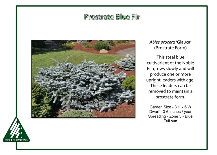 Abies procera 'Glauca' (Prostrate Form)