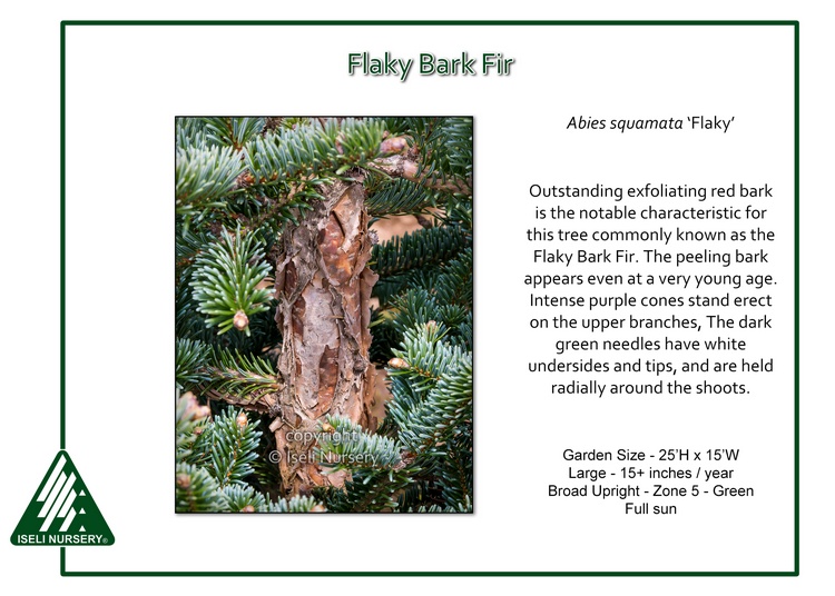 Abies squamata 'Flaky'