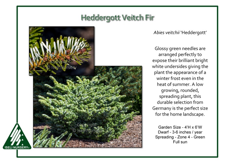 Abies veitchii 'Heddergott'