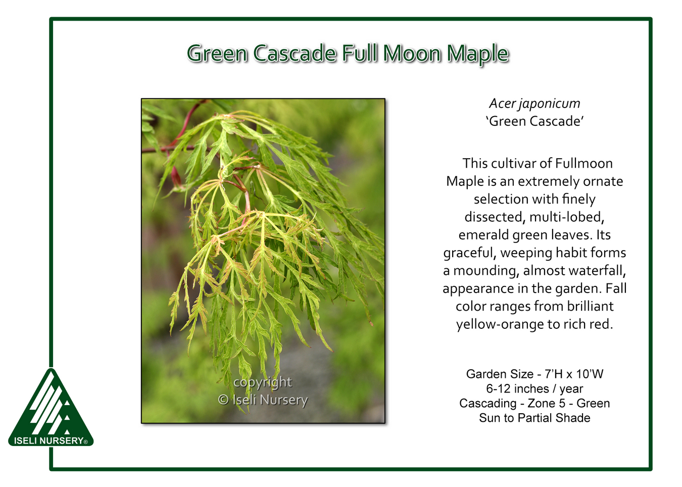Acer palmatum Cascade Emerald - Erable du Japon