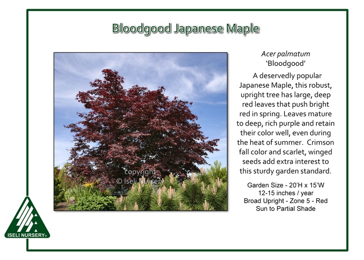 Acer palmatum 'Bloodgood'