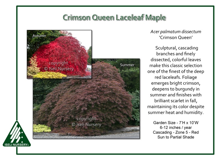 Acer palmatum 'Crimson Queen'