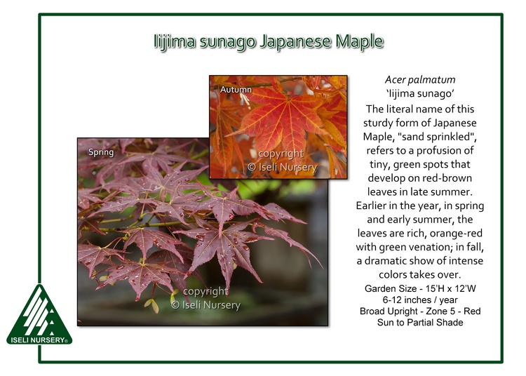 Acer palmatum 'Iijima sunago'