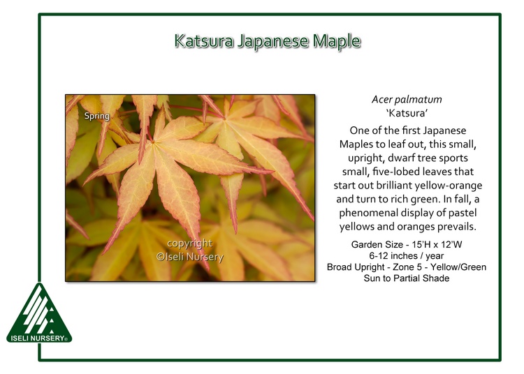 Acer palmatum 'Katsura'