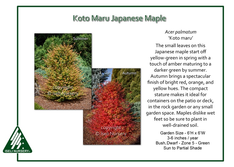 Acer palmatum 'Koto Maru'