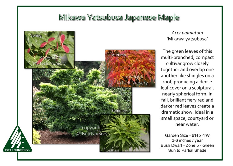 Acer palmatum 'Mikawa Yatsubusa'