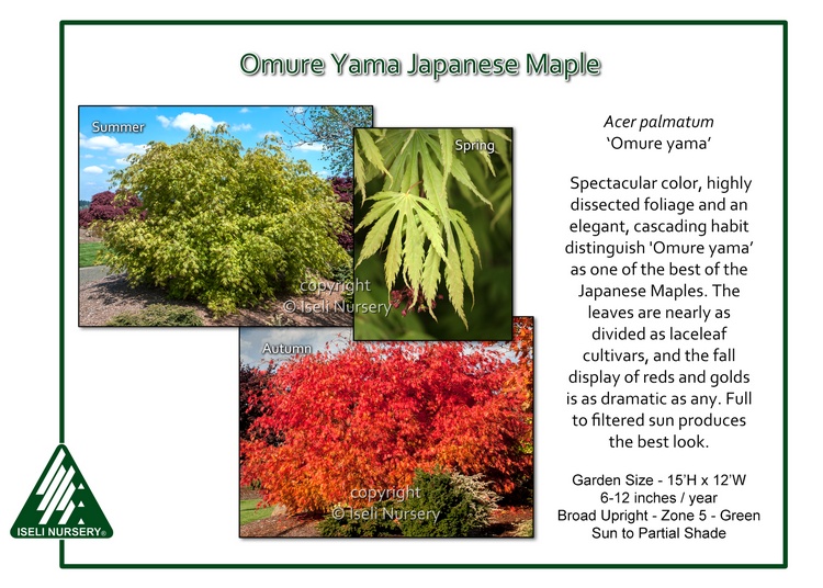 Acer palmatum 'Omure Yama'